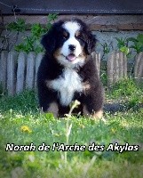 Norah de l'Arche des Akylas