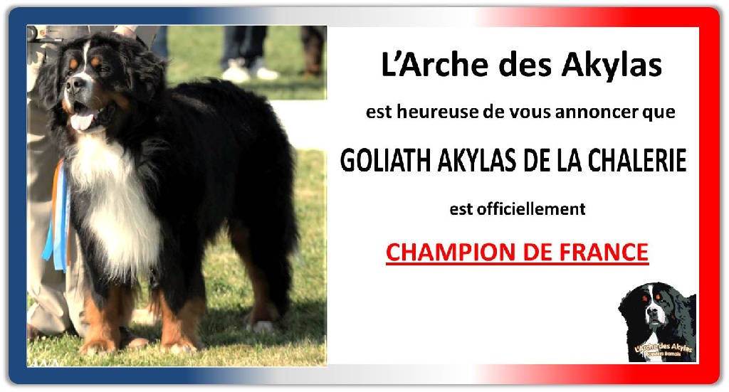 De L'arche Des Akylas - CHAMPION DE FRANCE