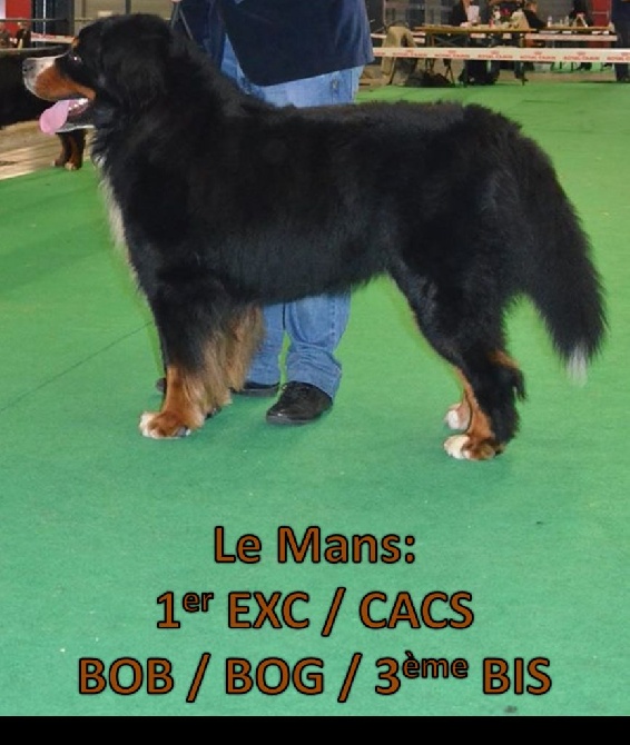 De L'arche Des Akylas - Expo du Mans: CACS / BOB/ BOG /3ème BIS