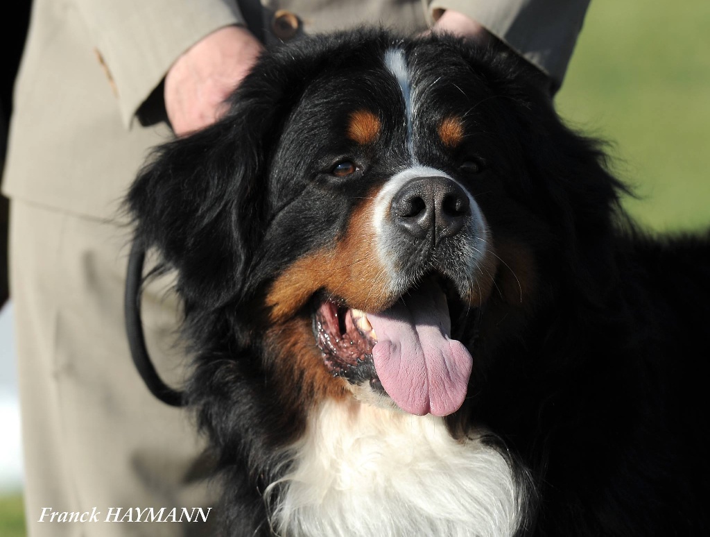 De L'arche Des Akylas - Championnat de France: Goliath CACIB / BOS