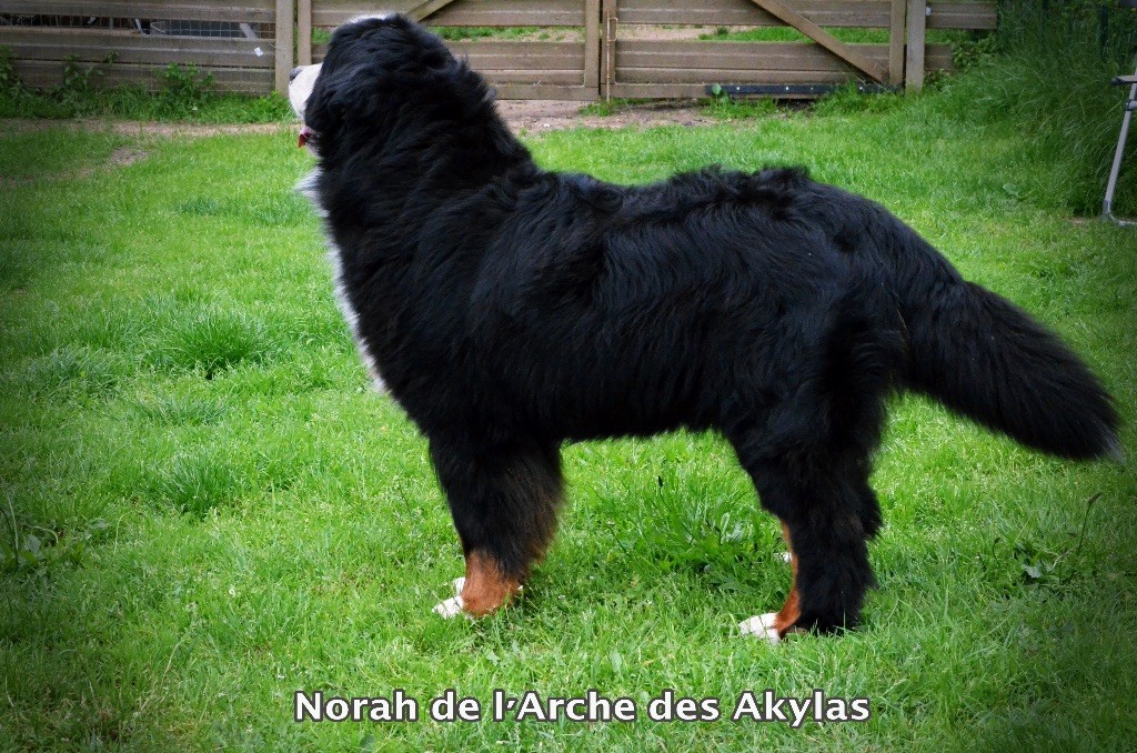 Norah De L'arche Des Akylas