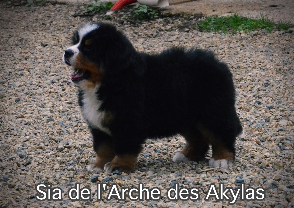 Sia De L'arche Des Akylas