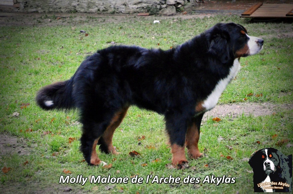 Molly malone De L'arche Des Akylas