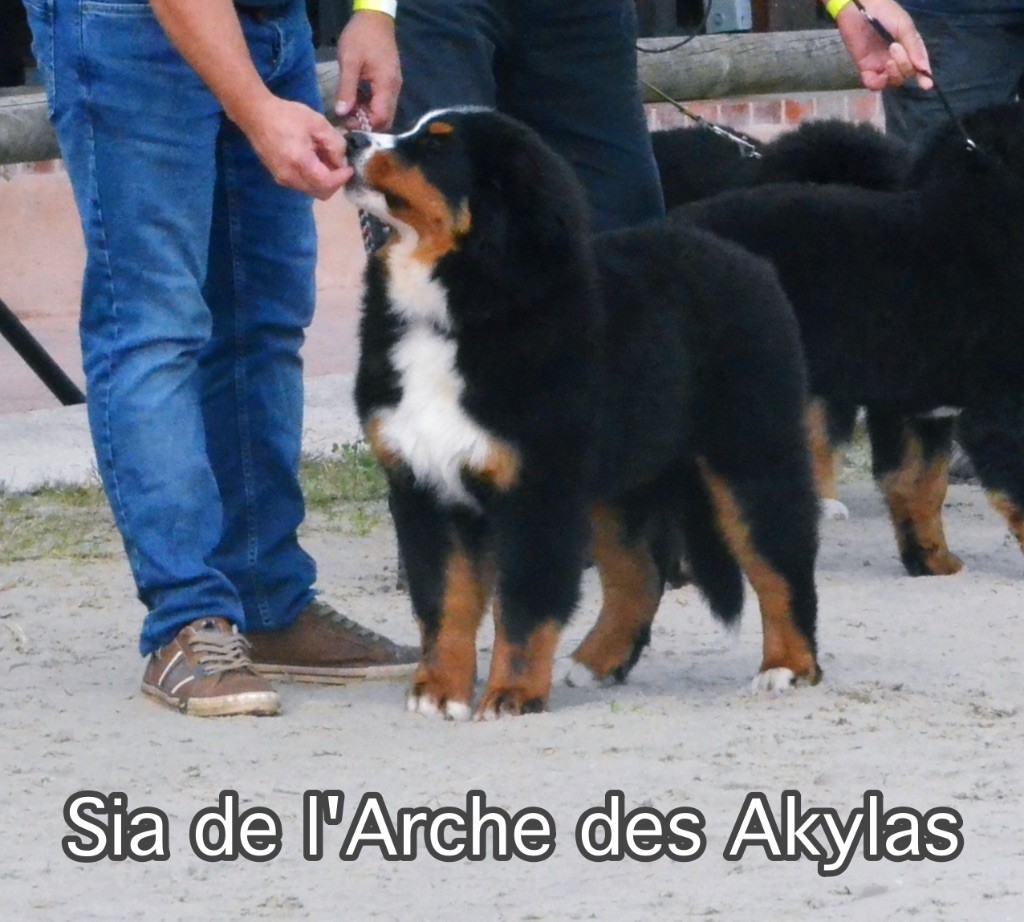 Sia De L'arche Des Akylas