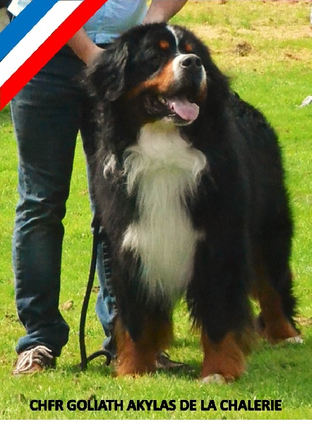 CH. Goliath akylas De la chalerie