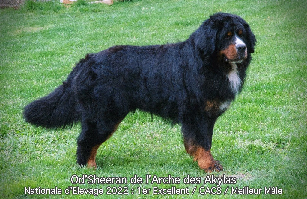 Od'sheeran De L'arche Des Akylas