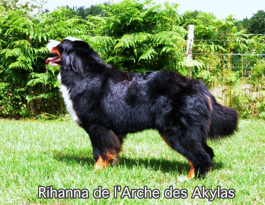 Rihanna De L'arche Des Akylas
