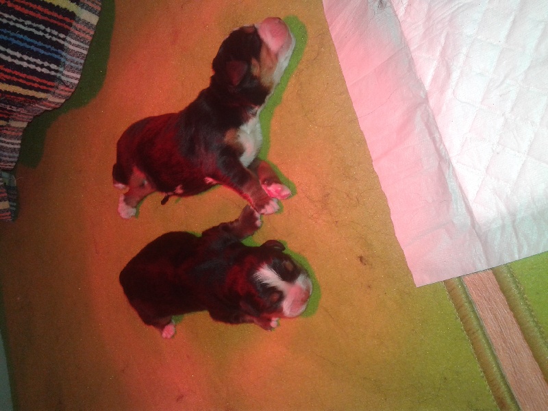Portée Jilo x Goliath