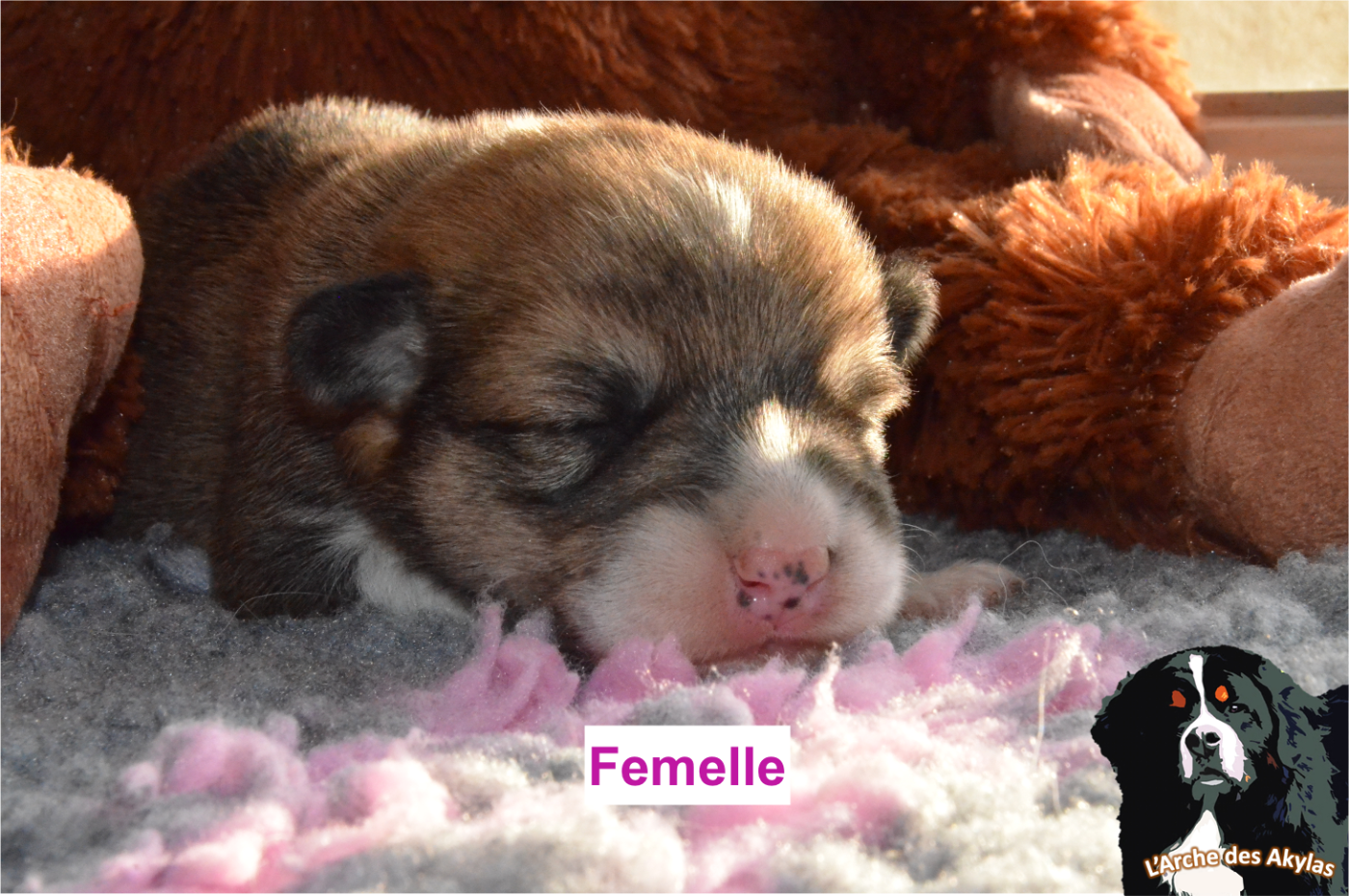 De L'arche Des Akylas - Chiots disponibles - Welsh Corgi Pembroke