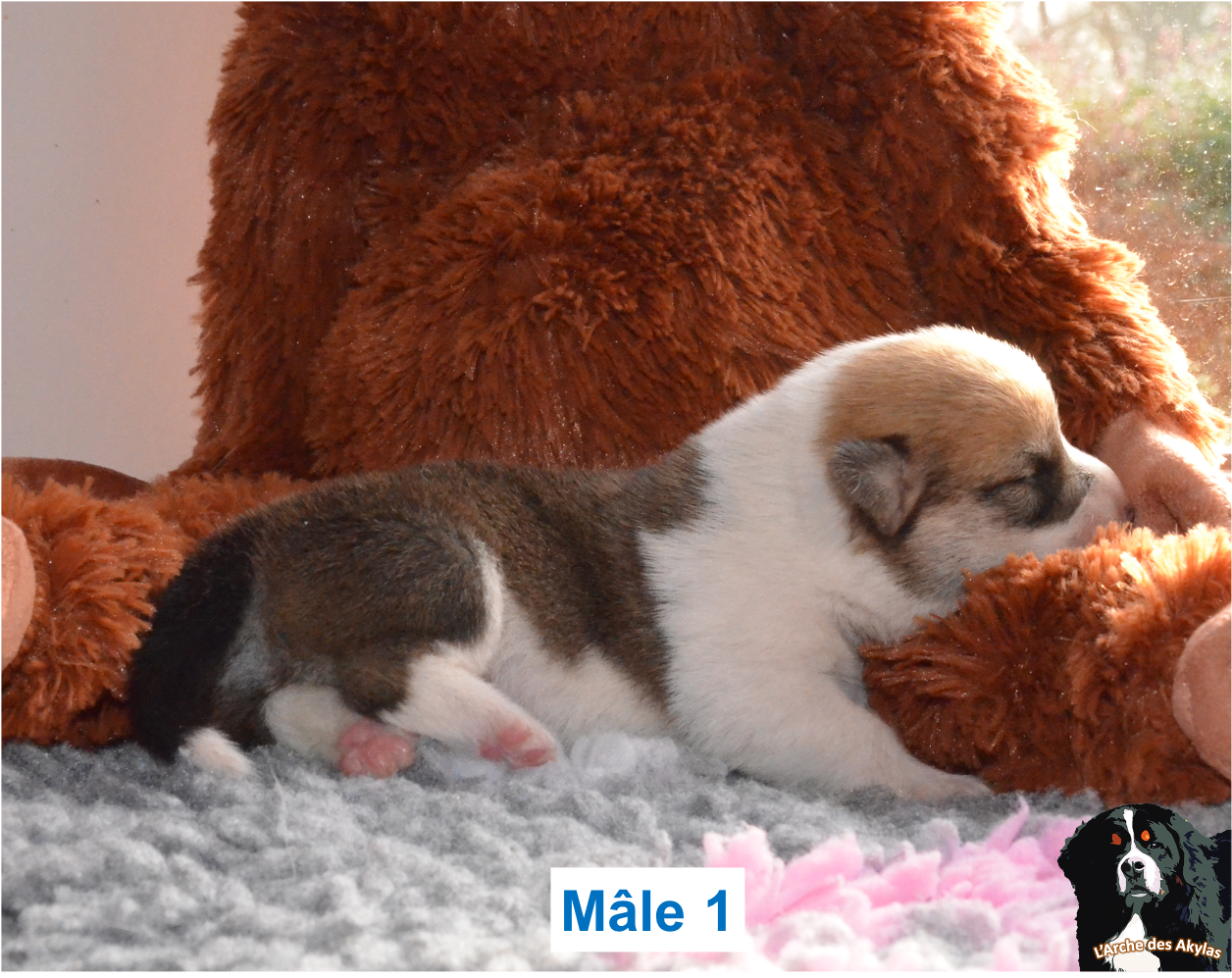 De L'arche Des Akylas - Chiots disponibles - Welsh Corgi Pembroke