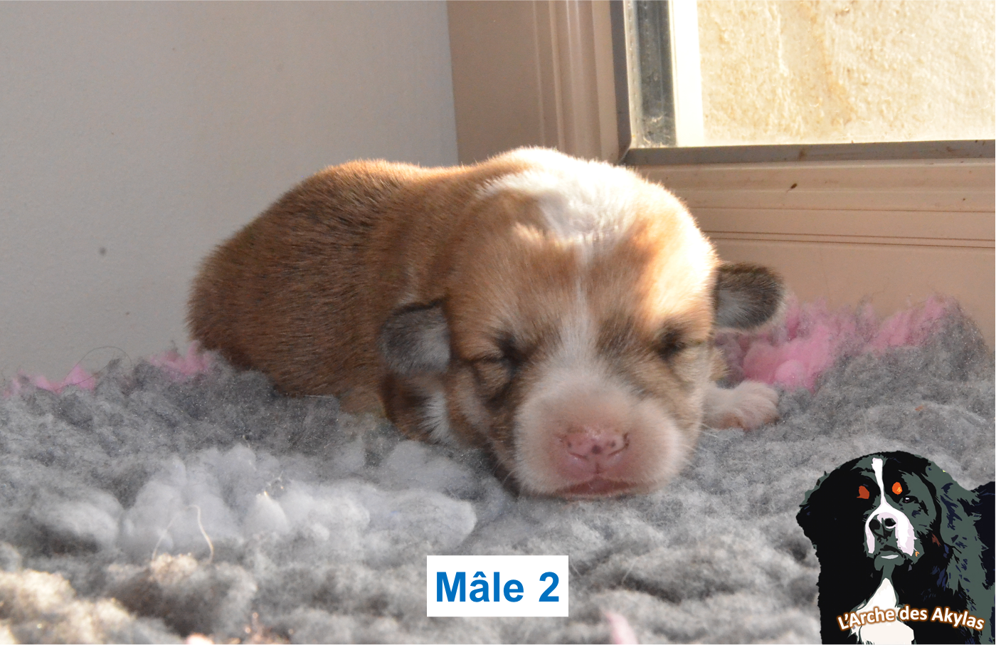 De L'arche Des Akylas - Chiots disponibles - Welsh Corgi Pembroke