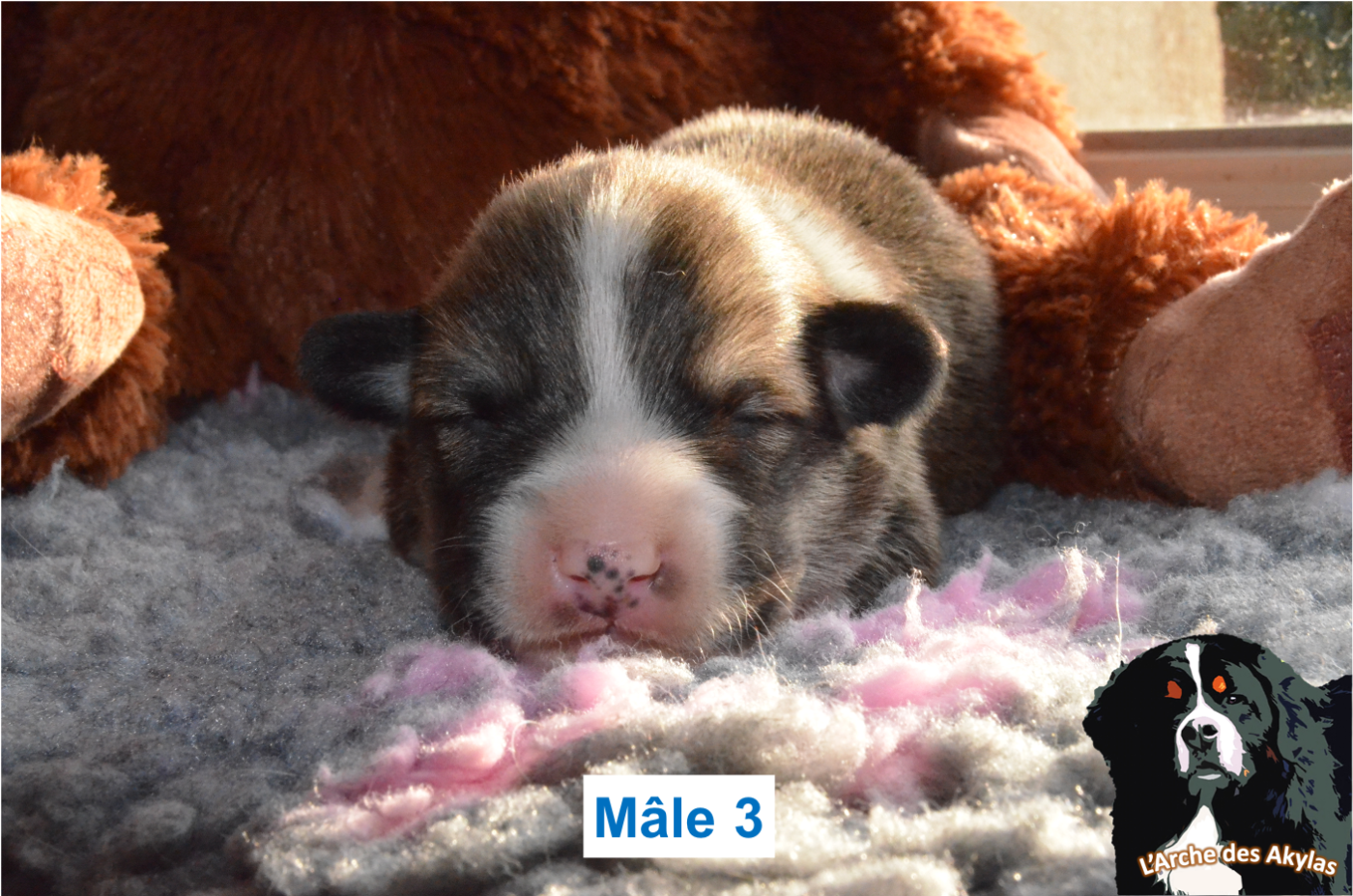 De L'arche Des Akylas - Chiots disponibles - Welsh Corgi Pembroke