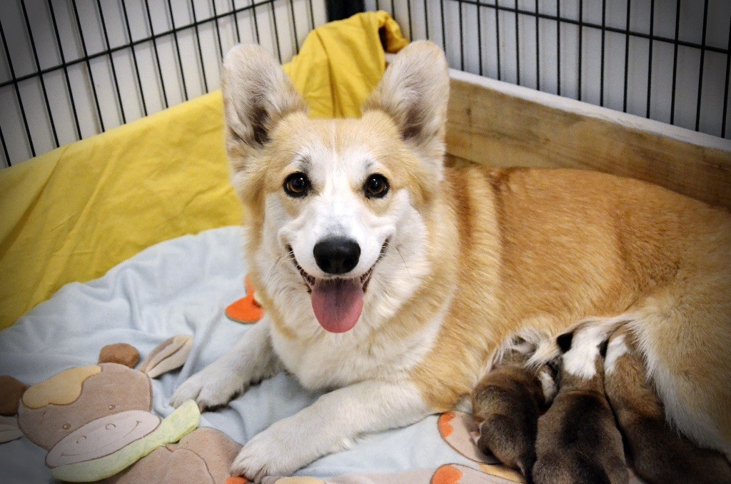 De L'arche Des Akylas - Welsh Corgi Pembroke - Portée née le 24/04/2020