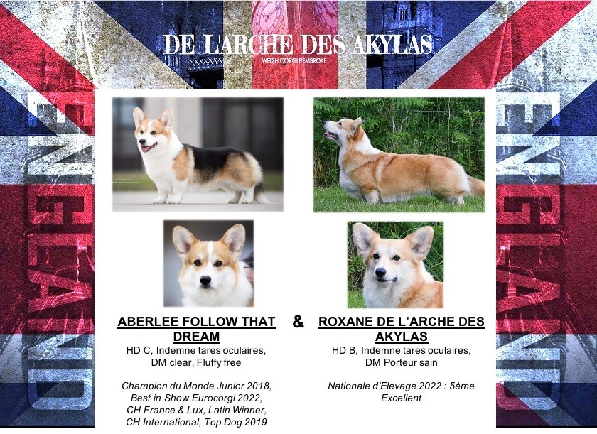 De L'arche Des Akylas - Welsh Corgi Pembroke - Portée née le 21/10/2022