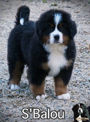S'BALOU