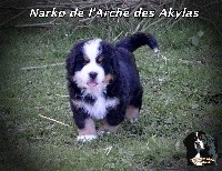 Narko de l'Arche des Akylas