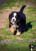Nutella de l'Arche des Akylas