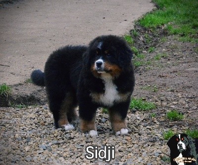 SIDJI