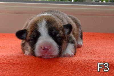 CHIOT 4