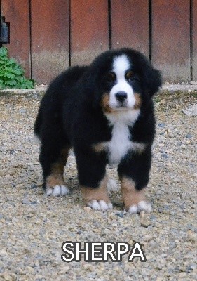 SHERPA