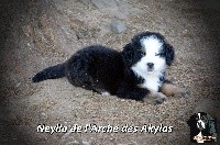 Neylia de l'Arche des Akylas