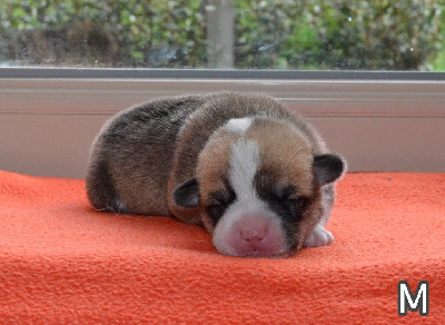 CHIOT 1