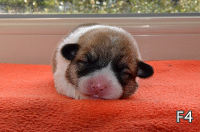 CHIOT 5