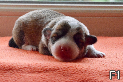 CHIOT 2