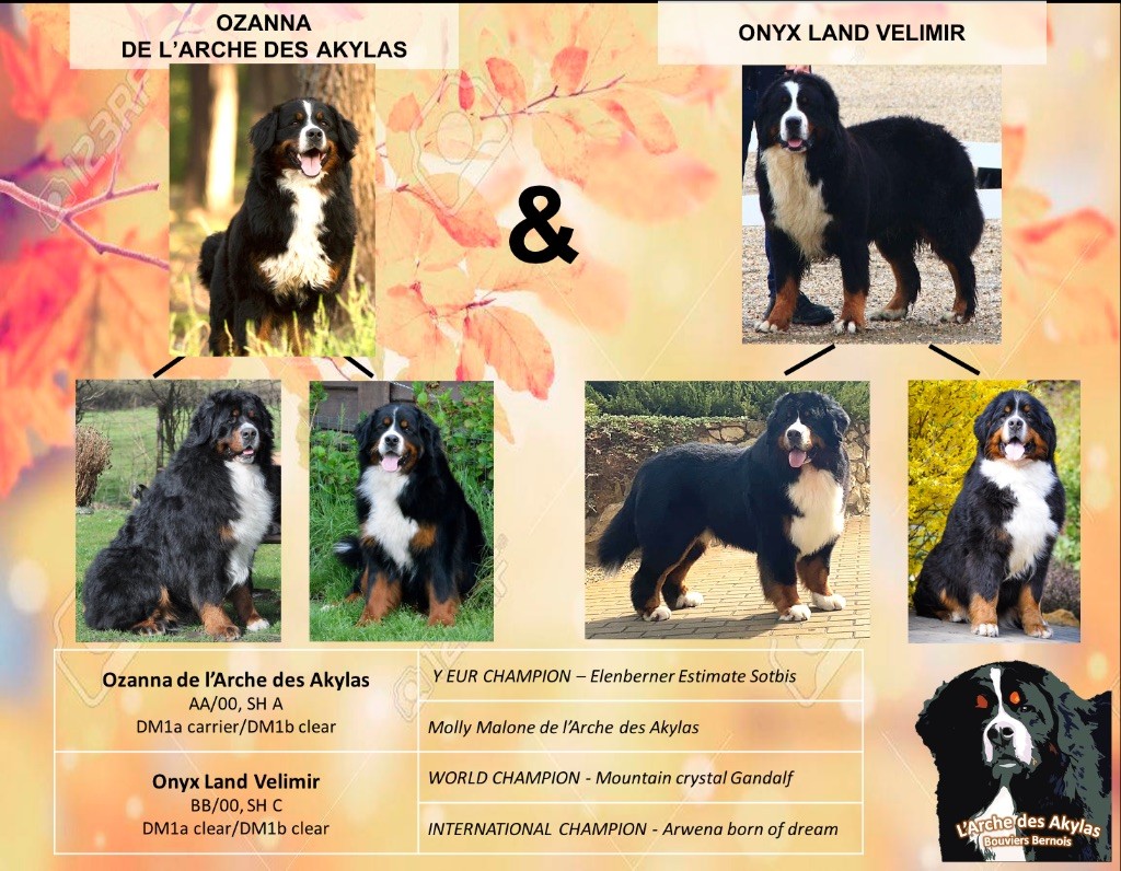 Chiot Bouvier Bernois De L'arche Des Akylas