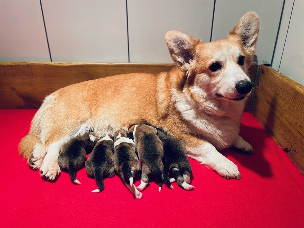 Chiot Welsh Corgi Pembroke De L'arche Des Akylas